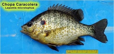 Centrarchidae: chopas y lobinas – EnciclopediaPR.